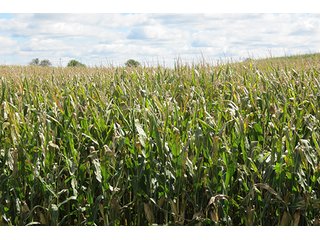 Tract 5 - LAND & REAL ESTATE AUCTION, 450+/- Acres offered in 17 Tracts of Highly Productive, Tillable Crop Land